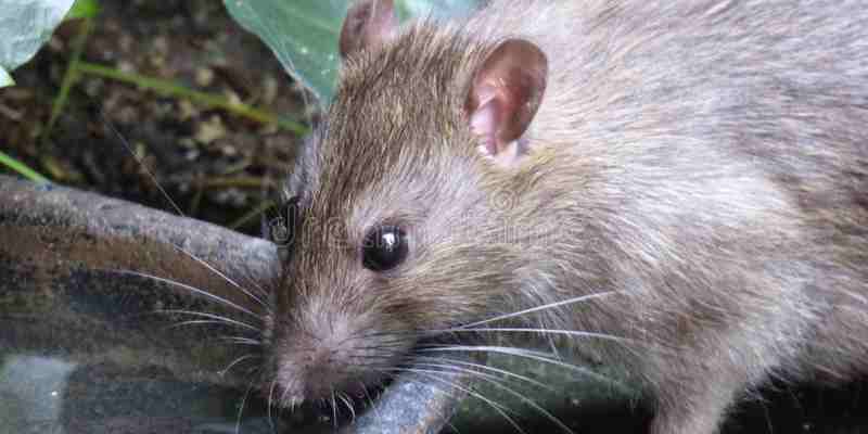 Opinie: ‘Ons gezamenlijke idee over verslaving klopt niet’