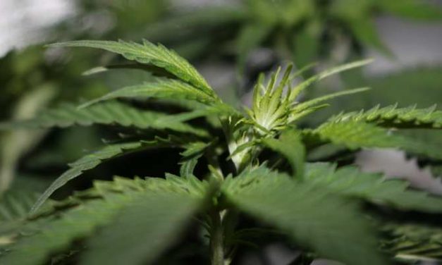 Advies: ‘Staatswiet’ in voldoende smaken tegen scherp prijsje