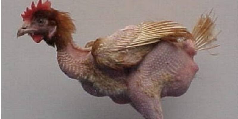 WRR: laat verkleinen gezondheidsverschillen hoger- en lageropgeleiden los