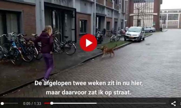 Speelse Gadget is de eerste hond in een daklozenvang: ‘Iedereen is gek op hem’