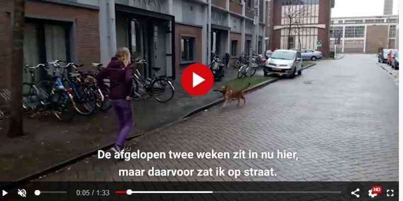 Speelse Gadget is de eerste hond in een daklozenvang: ‘Iedereen is gek op hem’