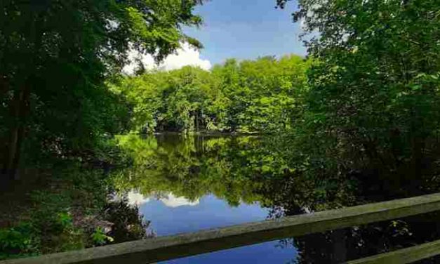 Boswachter Hans is ook hulpverlener voor daklozen in Haagse parken: Zolang er hoop is, is er leven