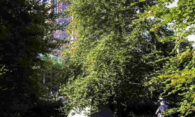 De nieuwe sociale kwestie