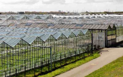 Gemeenten hebben geen idee waar arbeidsmigranten wonen en werken: ‘Problemen blijven onder de radar’