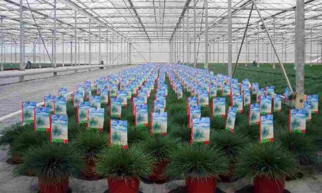 Burgemeester Arends over huisvesting arbeidsmigranten: ‘Het bouwen had sneller gekund’