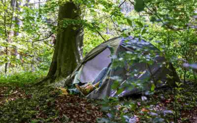 Steeds meer wildslapers brengen nacht door in het bos: ‘Begint een dagtaak te worden’