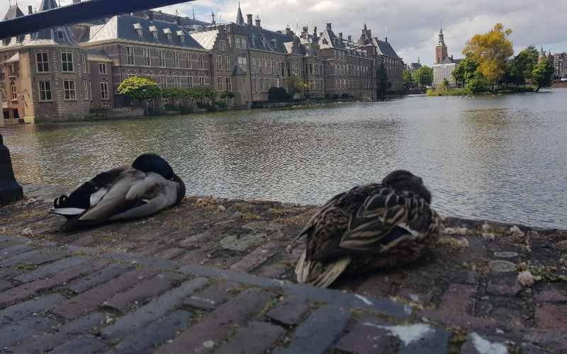 Naast asiel ook arbeidsmigratie groot verkiezingsthema, wat moet er gebeuren?