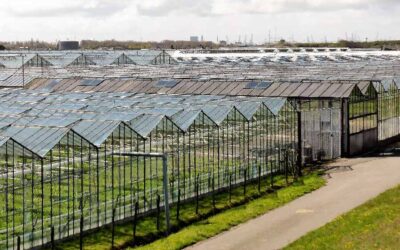 Zorgen bij bedrijven over plannen arbeidsmigratie: ‘Het draagt bij aan welvaart’