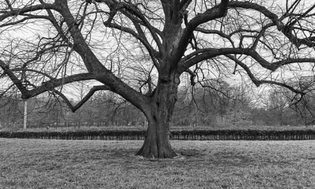 Opvang asielzoekers met psychiatrische problemen op de tocht: ‘Levensgevaarlijk’